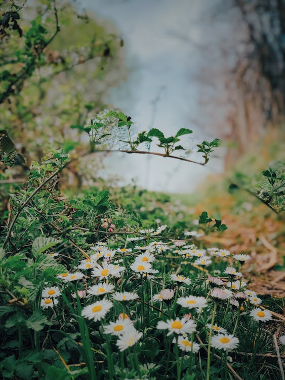 경치, 꽃, 나뭇잎의 무료 스톡 사진