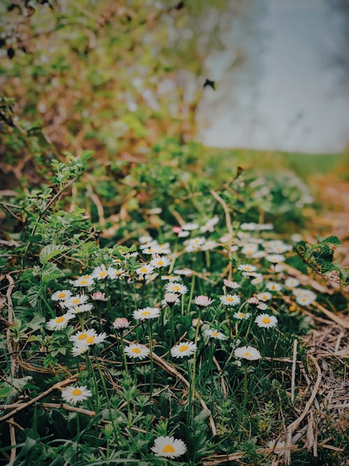 Gratis lagerfoto af blomsterfotografering, blomstrende, delikat