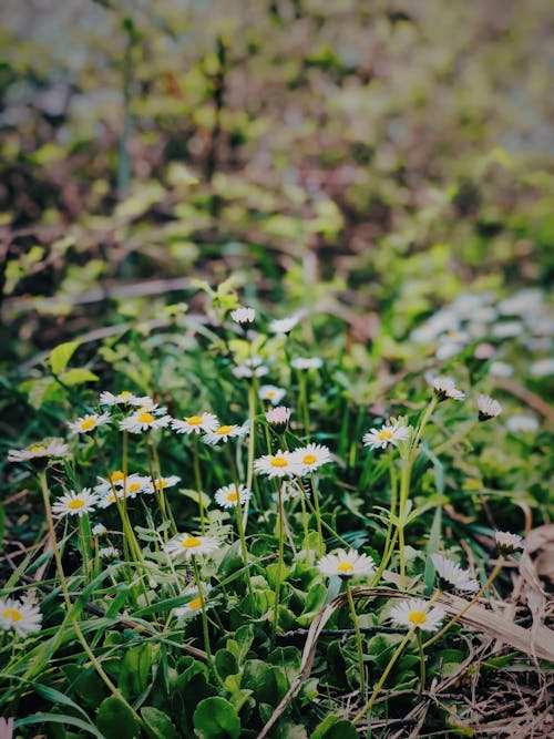 Free Wild Daisy Flowers on the Ground Stock Photo