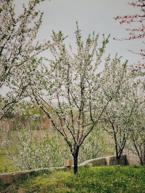 bitki örtüsü, büyüme, canlı içeren Ücretsiz stok fotoğraf