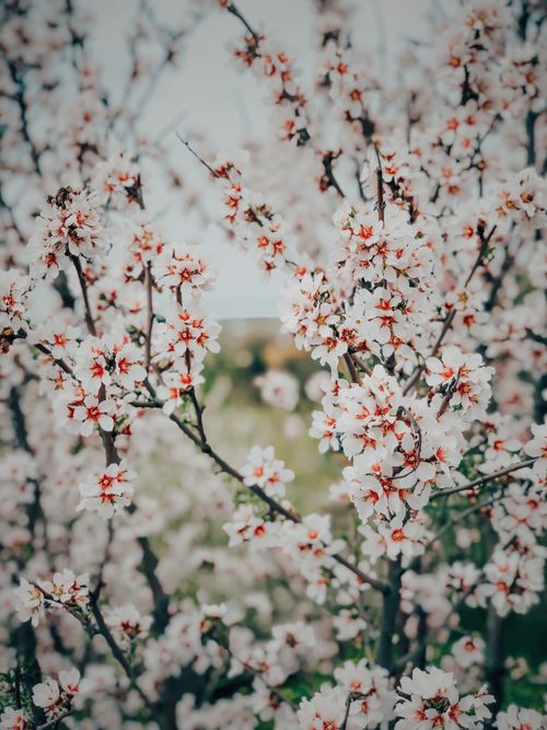 Free Close-up of almond blossoms in Adıyaman, Turkey during springtime. Stock Photo