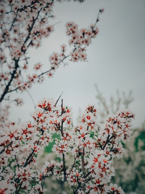 Free Close-up of cherry blossoms in full bloom in Adıyaman, Turkey, capturing spring's vibrant essence. Stock Photo
