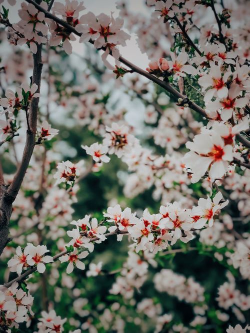Free Beautiful close-up of flourishing cherry blossoms in spring, Adıyaman, Turkey. Stock Photo