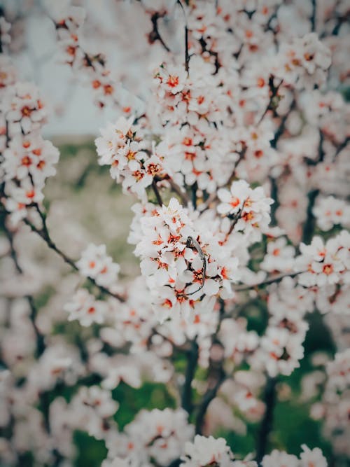 Gratis stockfoto met bloeiend, bloeiende boom, bloem fotografie