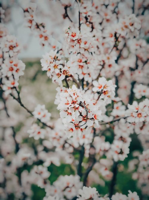 Free Capture of blooming cherry blossoms in spring, showcasing vibrant petals and delicate beauty in Adıyaman, Turkey. Stock Photo
