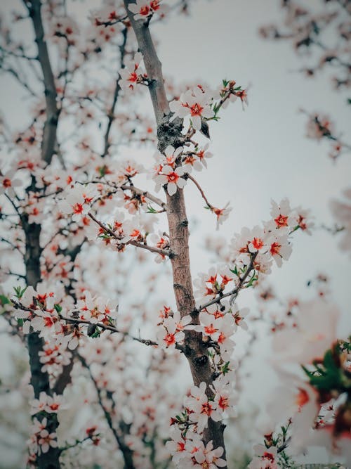 Ingyenes stockfotó ág, cseresznyevirágok, cserje témában