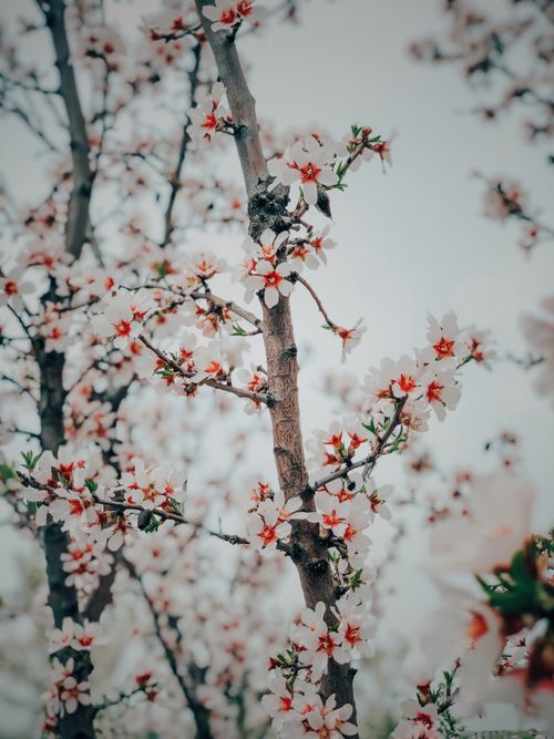 Free Beautiful cherry blossom branches in full bloom during spring in Adıyaman, Turkey. Stock Photo