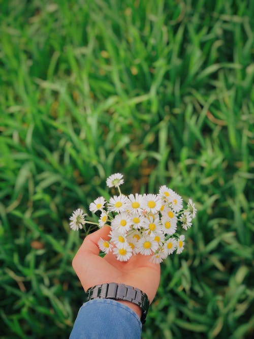 Free A Person Holding Daisies Stock Photo