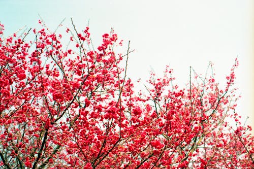 Kostnadsfri bild av blomfotografi, blommande träd, blommor