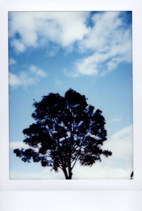 Free A solitary tree framed against a vibrant blue sky with scattered clouds, captured in vintage style. Stock Photo