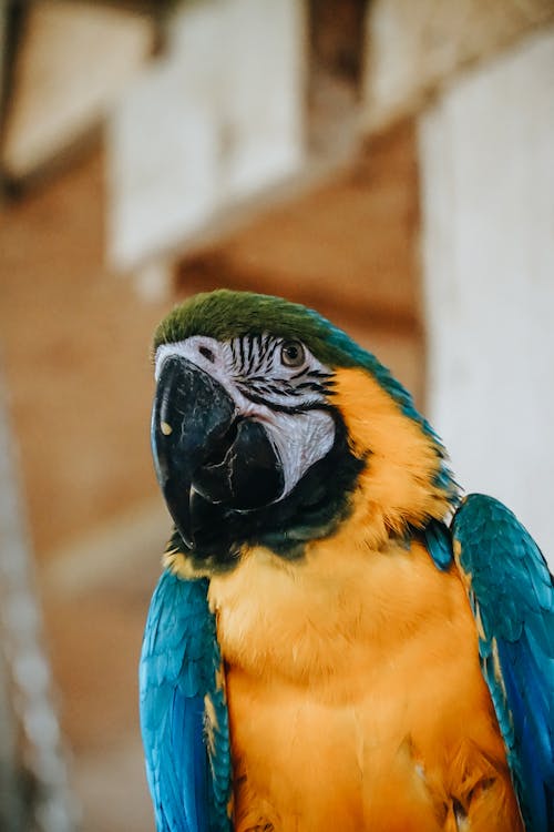 Close-up Photo of a Macaw
