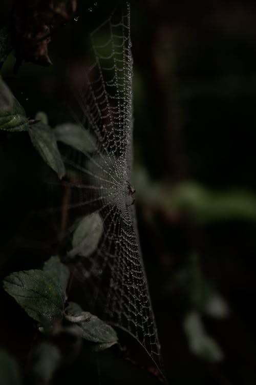 Free Spider Net Stock Photo