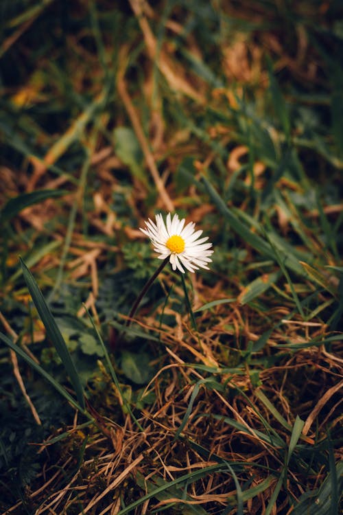 Kostenloses Stock Foto zu blühen, blumenphotographie, blütenblätter