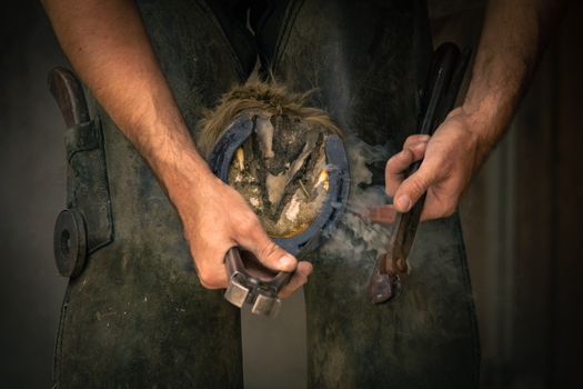 A farrier shaping a horseshoe on a horse's hoof with tools, showcasing skilled craftsmanship.