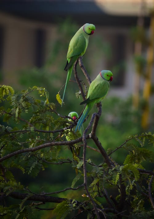 Free Parakeets Stock Photo