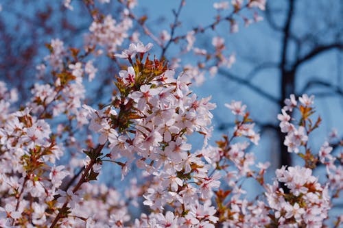 Immagine gratuita di albero, avvicinamento, ciliegia