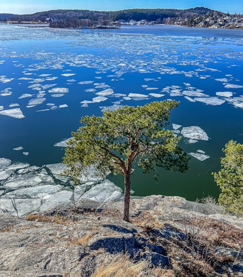 Foto profissional grátis de arena de gelo, calmo, cortar árvores