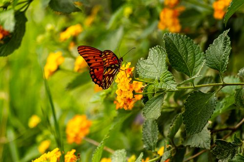 Free A colorful butterfly perched on bright yellow flowers amidst lush green leaves, captured outdoors. Stock Photo