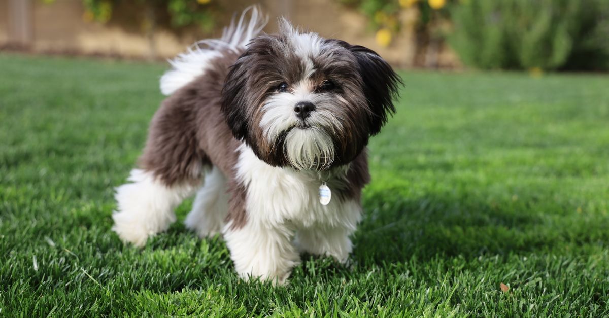 The Science of Pet Happiness: What Makes Pets Truly Joyful