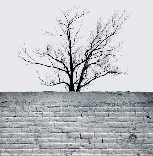 ağaç, arka fon, beyaz içeren Ücretsiz stok fotoğraf