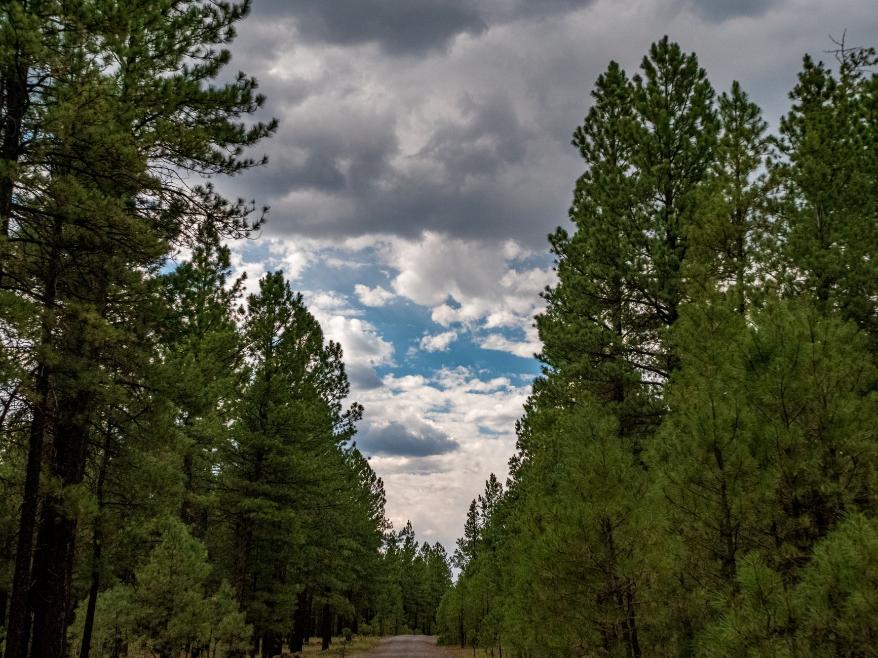 Scenic view of a pine forest and cloudy sky on a peaceful road in Flagstaff, Arizona.