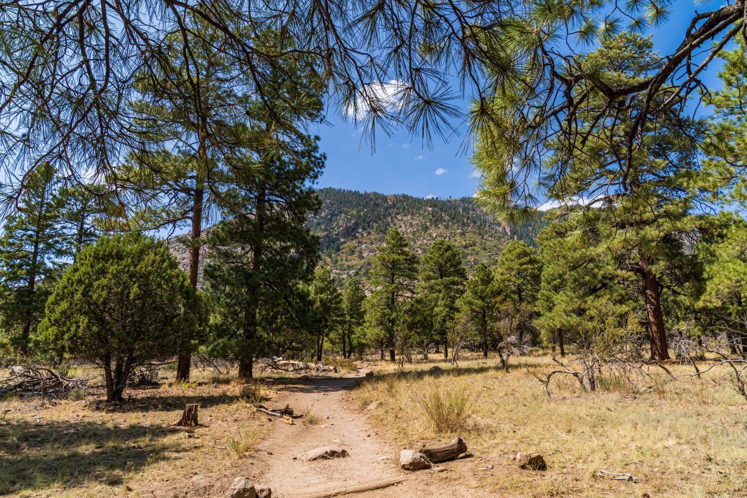 Forest scene 2