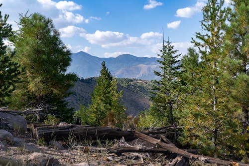 View of Coniferous Trees and Mountains under Blue Sky