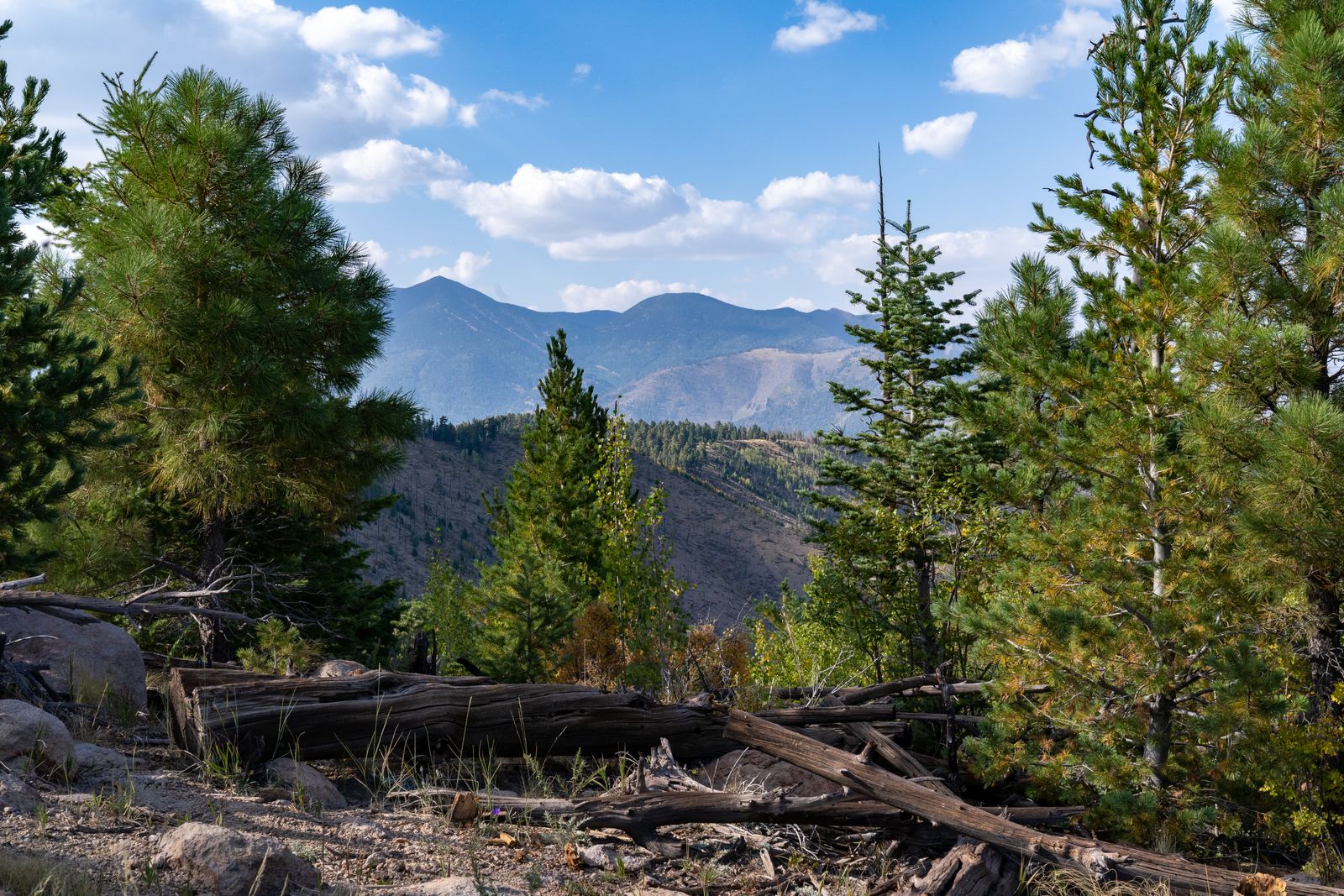 Ponderosa pines and mountain peaks under a blue sky near Flagstaff, Arizona