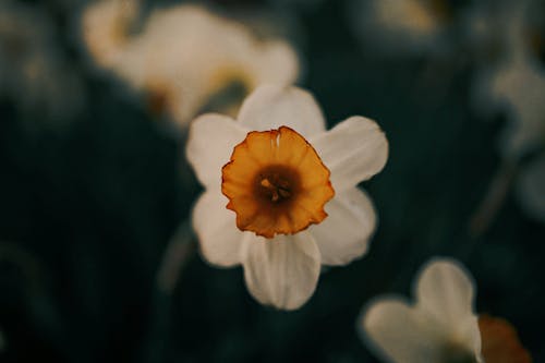 Fotobanka s bezplatnými fotkami na tému biely kvet, flóra, hĺbka ostrosti