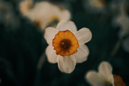 Free Detailed close-up of a blooming Poet's Narcissus with a soft focus background, showcasing its intricate details. Stock Photo