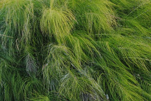 Needle Leaves of a Horsetail