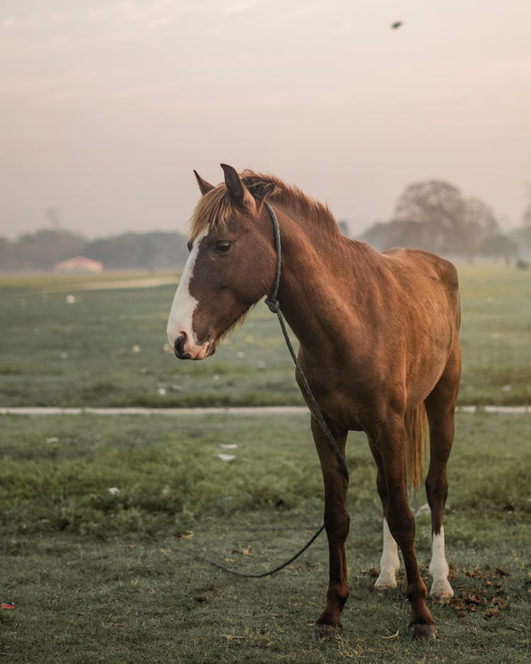 Little Brown Foal On A Field