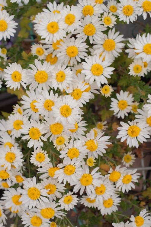 垂直拍摄, 增長, 常见的雏菊 的 免费素材图片
