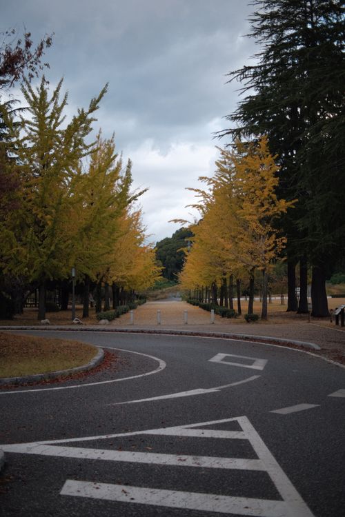 Free A quiet curved roadway lined with golden autumn trees, creating a peaceful and picturesque setting. Stock Photo