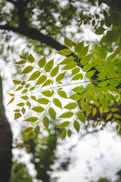 Free Close-up view of green leaves with selective focus in a tranquil outdoor setting. Stock Photo