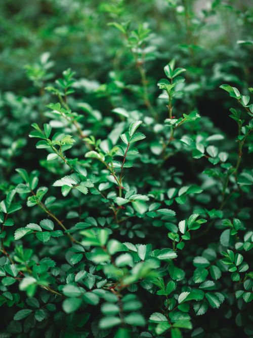 Free A close-up of vibrant green shrub leaves, ideal for natural background or wallpaper. Stock Photo