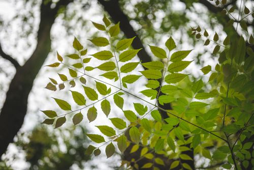 Free Close-up view of vibrant green leaves on tree branches, capturing fresh growth and natural beauty. Stock Photo