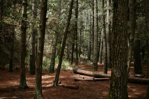 Imagine de stoc gratuită din arbori, bușteni, codru