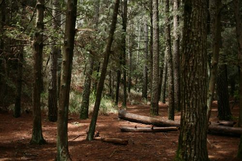 Free Serene view of pine trees and logs in a dense forest, a tranquil natural setting. Stock Photo