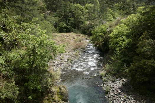 A peaceful forest stream flows through lush greenery, creating a serene natural scene.