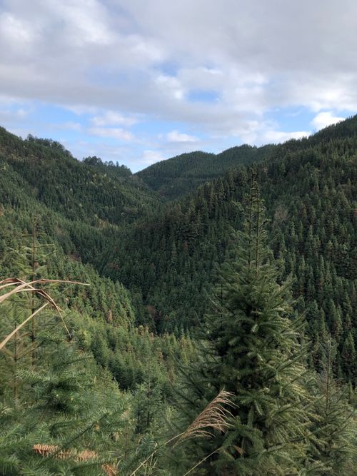 Free A breathtaking view of lush green forested mountains under a cloudy sky. Stock Photo