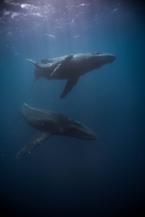 Whales Underwater 