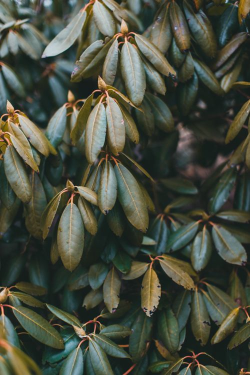 Free Detailed shot of vibrant green leaves showcasing lush natural growth outdoors. Stock Photo