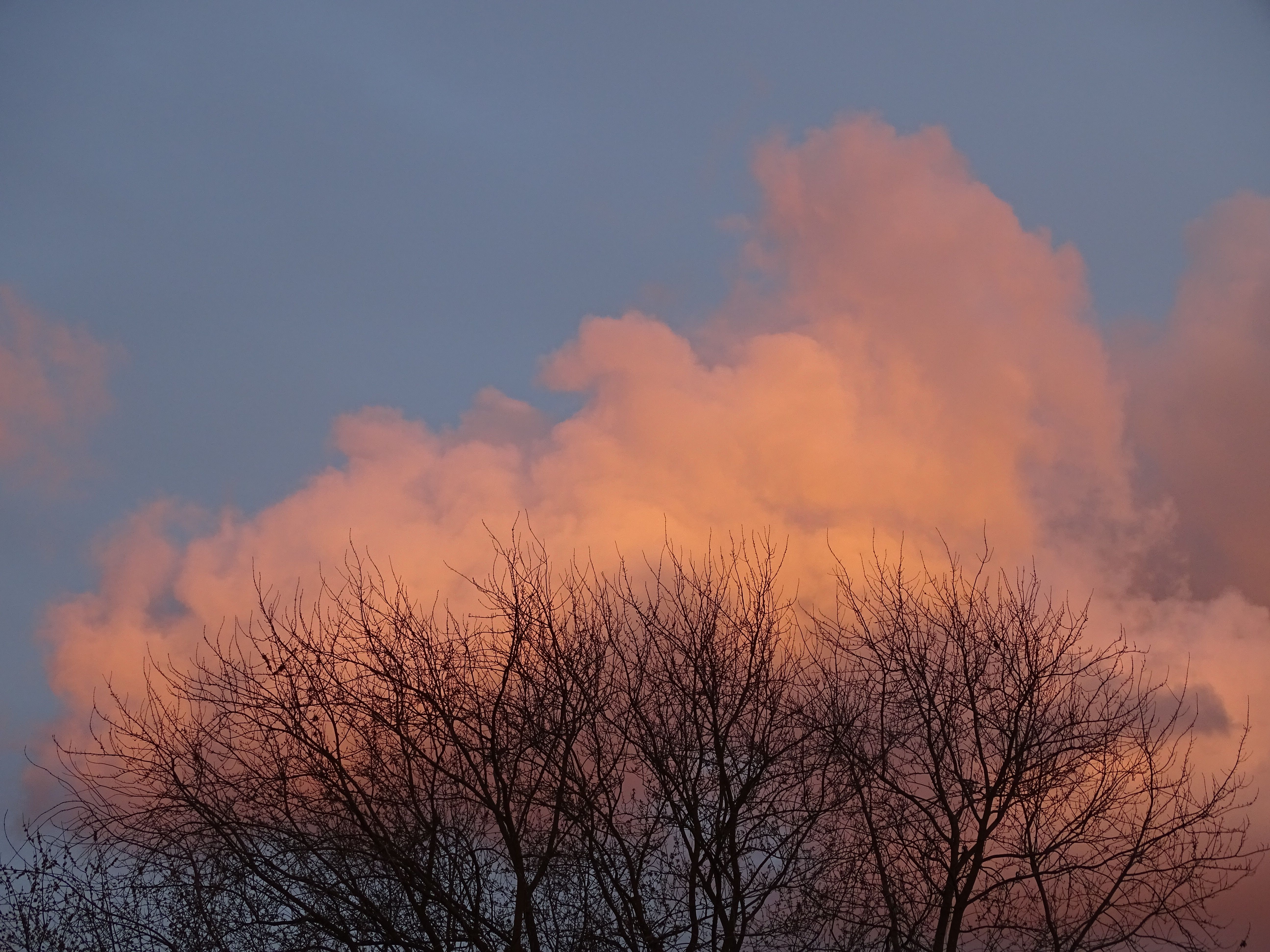 Silhouette of Bare Trees under the Cloudy Sky · Free Stock Photo