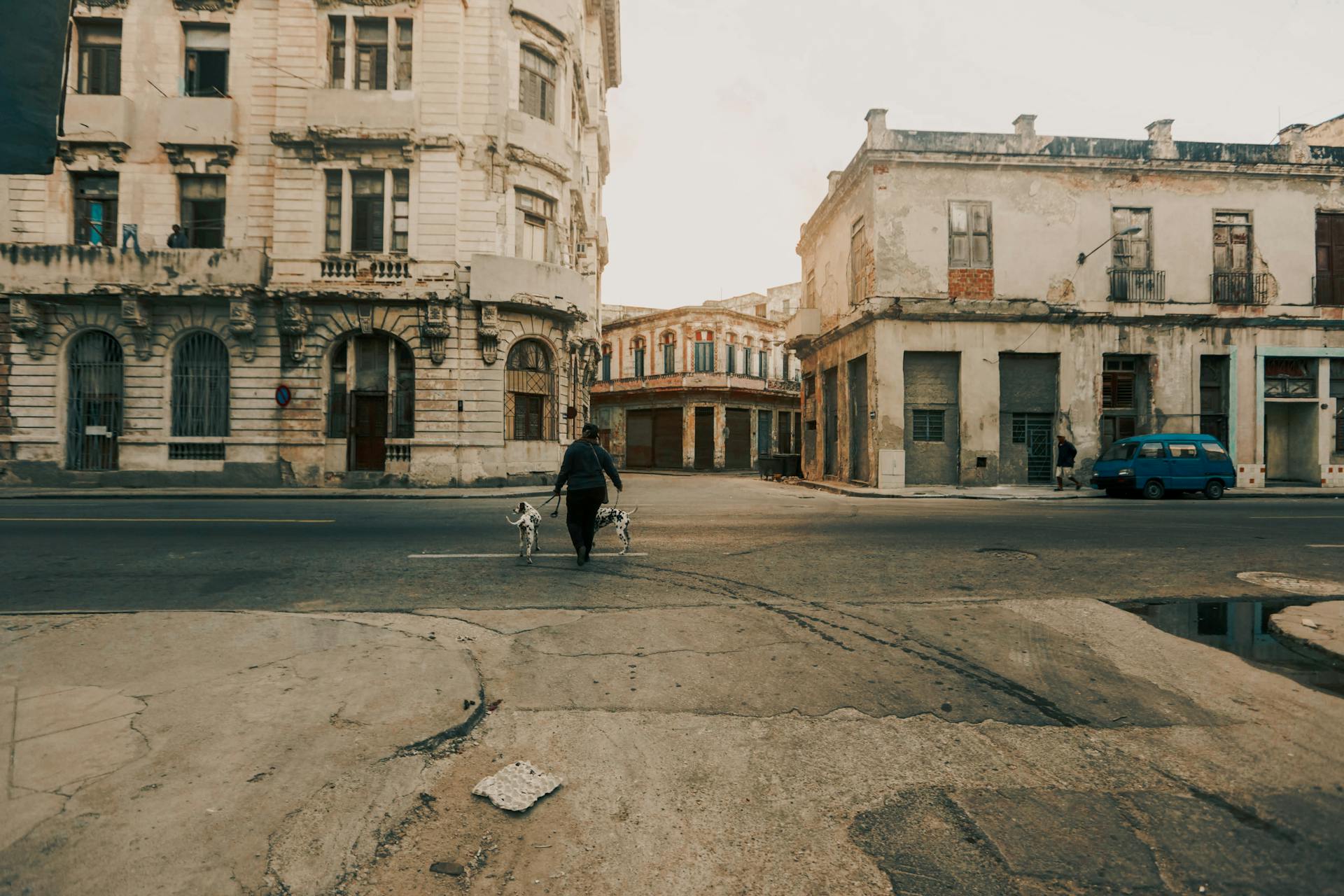 A Person Walking with Pet Dogs