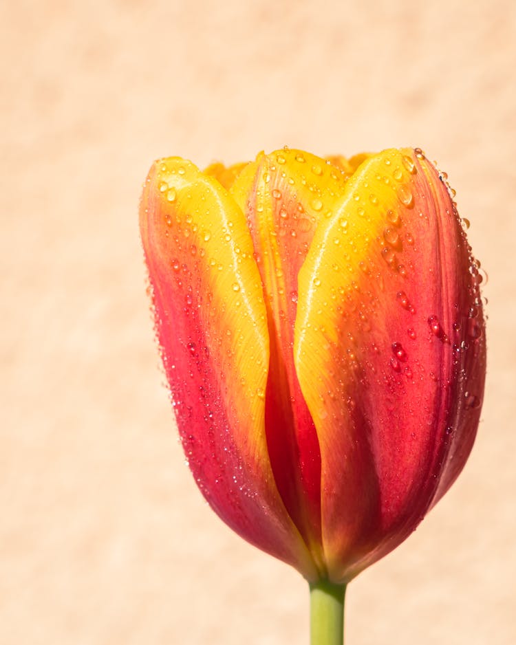 Red And Yellow Tulip In Bloom Close-up Photo