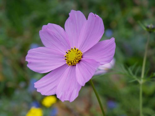 Free A vivid pink cosmos flower in full bloom, showcasing its delicate petals and bright yellow center. Stock Photo