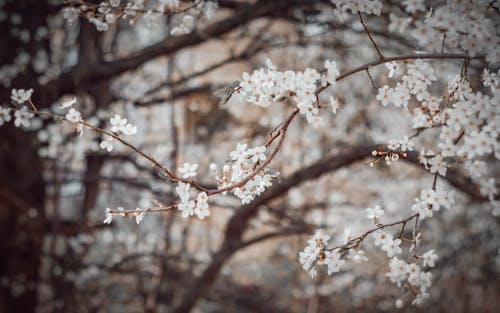分支機構, 春天, 樹 的 免費圖庫相片
