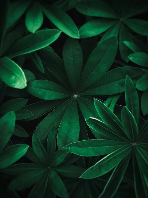 Free A close-up view of dark green leaves, highlighting their freshness and growth in natural beauty. Stock Photo