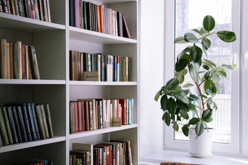 Green Indoor Plant Near Window and Book Shelves 